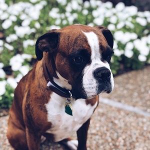 Meet your Posher, Rob